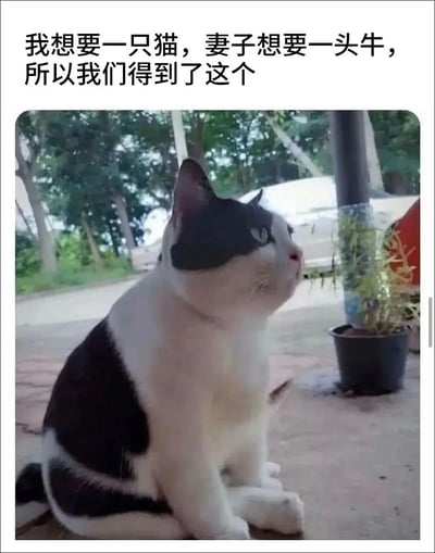 图片上方配有文字“我想要一只猫，妻子想要一头牛，所以我们得到了这个”，下方是一只黑白相间的奶牛猫。这只猫的毛色分布很像奶牛，巧妙地结合了“猫”和“牛”的特征，形成了一个幽默的视觉双关。猫咪正坐在户外的地面上，抬头望向一侧，表情看起来有些好奇。背景中可以看到树木和停放的车辆，整体环境是一个普通的室外场景。