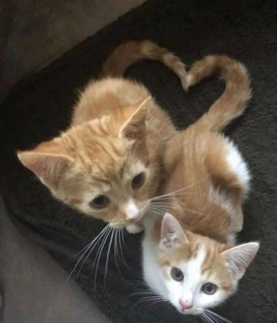 两只可爱的橘色小猫并排躺在一起，它们的尾巴自然弯曲，巧妙地组成了一个心形图案。上方的小猫是纯橘色，下方的小猫则是橘白相间，两只猫都抬头看向镜头，眼神清澈，表情呆萌。背景是深色的织物表面，可能是沙发或毯子，衬托出小猫温暖的毛色。整个画面充满了温馨可爱的氛围，展现了动物之间的和谐与美好。