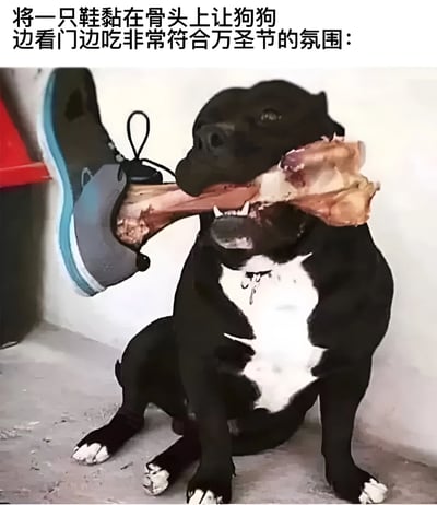 一只黑白相间的狗狗坐在地上，嘴里叼着一根大块骨头，骨头的一端被黏上了一只灰蓝色的鞋子，鞋带自然垂下。图片上方配有文字：“将一只鞋黏在骨头上让狗狗边看门边吃非常符合万圣节的氛围：”。整体画面通过狗狗叼着带鞋骨头的滑稽场景，结合万圣节主题，营造出幽默搞笑的节日氛围。