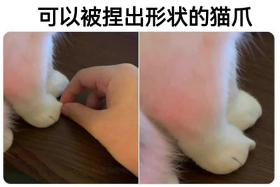 图片为左右对比图，左侧显示一只手正在捏一只白色猫咪的爪垫，右侧展示被捏后呈现特定形状的猫爪垫。上方配有文字'可以被捏出形状的猫爪'，突出猫咪爪垫柔软可塑的特点，整体画面可爱治愈，展现了宠物与主人的温馨互动瞬间。