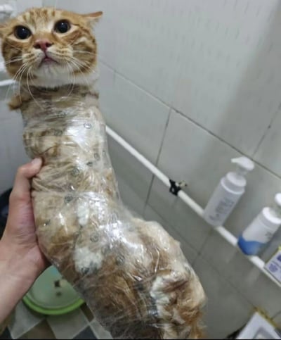 这张图片呈现了一个宠物护理的场景：一只橘色猫咪的身体被带有标识的透明保鲜膜紧紧包裹，仅露出头部，猫咪睁着圆溜溜的大眼睛，眼神里满是惊恐与委屈，一只手正握住被包裹的猫身。背景是贴有白色瓷砖的浴室，墙上的置物杆上摆放着洗浴用品，保鲜膜下能看到猫身上涂抹的白色药膏状物质，推测是主人为了防止猫咪舔舐治疗皮肤病的药物而采取的措施，画面既滑稽搞笑，又让人对猫咪的处境感到心疼。