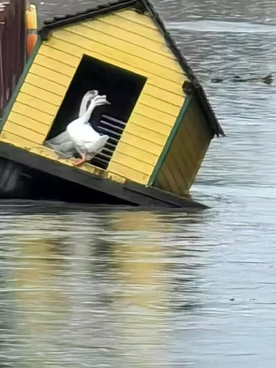 画面中一座黄色的水上小屋正在缓缓沉没，大半部分已没入水面之下，小屋门口的两只家鹅，一只探出身躯，脖颈伸长，神态惊慌失措，仿佛正为即将失去自己的家而焦虑。这个真实的场景既带着荒诞的好笑感，又让人有点同情这两只被困的鹅，图中没有双关、谐音梗或暗示内容。