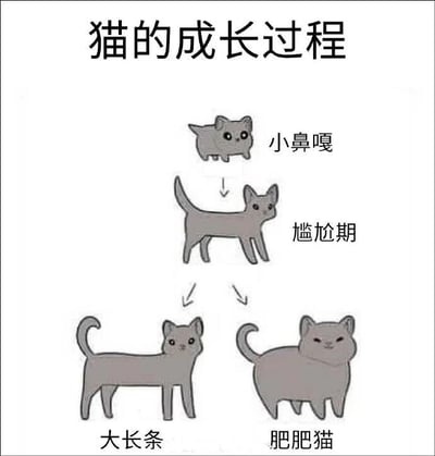 这是一张展示猫咪成长过程的图文混排卡通图，上方标题为“猫的成长过程”。图中包含四个阶段的灰色卡通猫 illustrations，从顶部开始：最上方是体型最小的“小鼻嘎”，通过箭头指向中间的“尴尬期”猫咪，再由两个箭头分别指向底部左侧的“大长条”和右侧的“肥肥猫”，整体以简洁线条勾勒出猫咪不同成长阶段的体型变化。