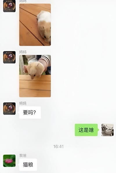 这是一张聊天记录截图，妈妈连续发送了两张仓鼠的照片，第一张是仓鼠趴在木板上，第二张是有人用手托着仓鼠。随后妈妈问'要吗？'，我回复'这是啥'，爸爸则幽默地回答'猫粮'。整个对话展现了家庭成员间轻松有趣的互动，仓鼠的可爱形象与爸爸'猫粮'的回答形成了有趣的反差萌。