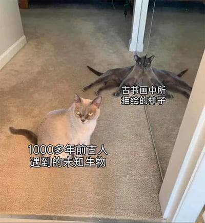 这是一张趣味网络梗图，画面呈现了室内地毯上的一只浅棕色猫咪，以及旁边镜子因视觉错位形成的多肢体怪异猫形反射。图中通过文字标注将真实猫咪对应“1000多年前古人遇到的未知生物”，镜子里的错位形象对应“古书画中所描绘的样子”，以此调侃古人在遇到猫咪这类当时的未知生物时，由于认知局限，在古画中会将其描绘成怪异的多肢异兽，利用现代生活中的视觉错位效果，制造出历史与现实的幽默反差，充满趣味性。