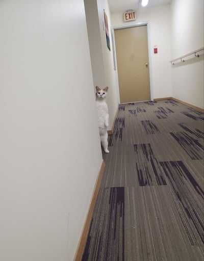 这是一张猫咪探头表情包，猫咪直立地藏身在走廊转角处，露出半个身子偷偷观察镜头，画面既搞笑又带点神秘感。有点像是在“偷窥”或“监视”别人，但整体氛围很可爱，也可能让人联想到“被抓包”的尴尬瞬间。

注意，此图没有文本或对白，主要依靠画面营造幽默氛围。

没有明显双关、谐音或暗示内容，但猫咪站立的姿势异常具有趣味视觉冲击力，常被网友用于表达“偷看”、“暗中观察”的情绪。