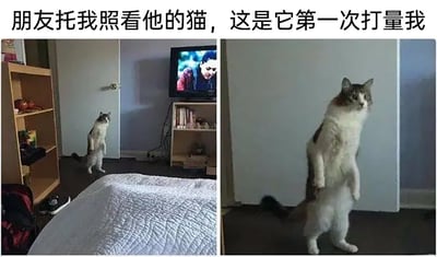 这是一张左右拼接的实拍图片，上方配有文字“朋友托我照看他的猫，这是它第一次打量我”。左侧画面展示了一间普通的居家房间，里面有床、木质书架、摆放着电视的置物架，一只灰白相间的猫咪以后脚站立、前脚抬起的姿态，看向房间的另一侧；右侧画面中，这只猫咪走到了镜头近处，依旧保持着直立的姿势，眼神直视镜头，表情严肃，仿佛在认真审视照看它的人。猫咪这种拟人化的直立姿态和严肃的神态，打破了猫咪的常规形象，显得滑稽又有趣，营造出一种猫咪像人一样“查岗”的搞笑氛围。