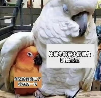图片中一只体型较大的白色鹦鹉将翅膀搭在一只体型较小的橙色小鸟身上，小鸟依偎在大白鸟的翅膀下。图片上有两行文字，左侧文字为“年迈的我度过了糟糕的一天”，右侧文字为“比我年龄更小的朋友叫我宝宝”，通过大小鸟的互动和文字对比，营造出一种年龄反差下的温馨治愈感。