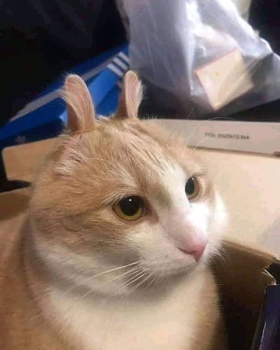 一张橘白相间猫咪的特写照片，猫咪有着蓬松的毛发，耳朵微微竖起，正侧头凝视着一侧，眼神显得平静而略带好奇。背景中可见模糊的蓝色盒子、灰色包装袋及白色纸盒等日常物品，整体画面聚焦于猫咪的面部细节，展现出猫咪温顺可爱的神态。