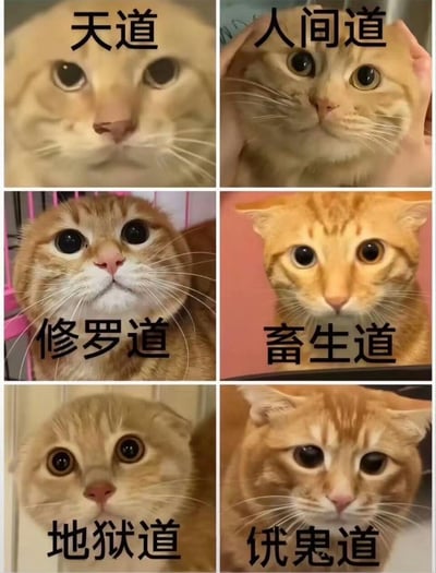 这是一张由六张不同神态的橘猫表情包拼贴而成的趣味梗图，将佛教中的六道轮回（天道、人间道、修罗道、畜生道、地狱道、饿鬼道）分别对应到六只神态各异的橘猫：<br>1. 天道：脸部被挤压变形的呆滞橘猫；<br>2. 人间道：被双手捏着脸的无奈橘猫；<br>3. 修罗道：瞪大双眼、抬头看向前方的惊讶橘猫；<br>4. 畜生道：正常直视镜头的平静橘猫；<br>5. 地狱道：眼神无辜的折耳橘猫；<br>6. 饿鬼道：耷拉着眼皮、神态委屈的橘猫。<br>用猫咪的搞笑神态对应六道设定，制造出反差感，充满滑稽趣味，无特殊双关或谐音梗。