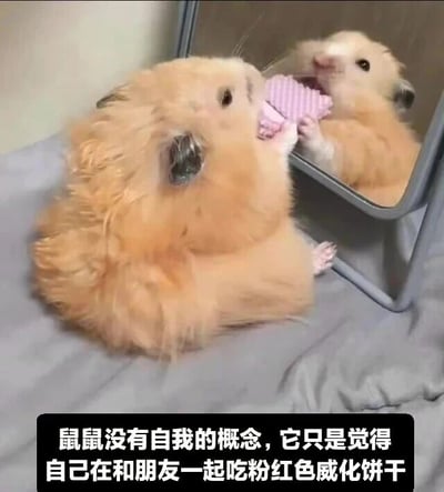 一只金黄色的仓鼠正坐在灰色的布上，面前放着一面小镜子。仓鼠用前爪捧着一块粉红色的威化饼干，正对着镜子里的自己，仿佛在和镜中的'朋友'一起分享食物。图片底部有一行文字：'鼠鼠没有自我的概念，它只是觉得自己在和朋友一起吃粉红色威化饼干'，幽默地解释了仓鼠因缺乏自我认知而将镜中倒影误认为同伴的可爱场景。