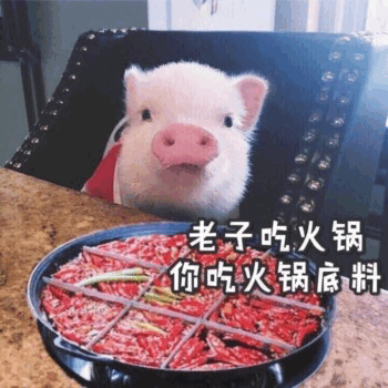 小猪吃火锅：老子吃火锅你吃火锅底料