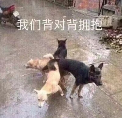 三只狗在街道上背对背站立，形成一个有趣的圆形排列。图片上方有文字"我们背对背拥抱"，幽默地描述了狗狗们的姿势。背景中可以看到一辆摩托车和一些杂物，显示这是在一个普通的城市街道环境中拍摄的照片。