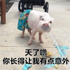 穿花裙的猪引发意外评价