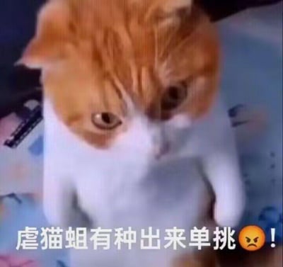 这是一张文字加注的真实猫咪图片，图中的橘白猫咪呈现出类似站立的姿态，眼神严肃，看起来带有不满的情绪。图片下方配有文字“虐猫蛆有种出来单挑😠！”，用愤怒的语气斥责虐猫群体，强烈表达了对虐猫行为的不满与抗议，借助猫咪的形象传递出反对虐猫的鲜明态度，情绪激动且充满正义感。