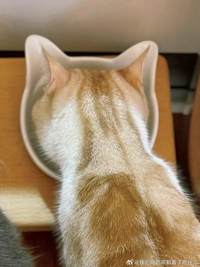 一只橘色条纹猫的后脑勺与后颈部分，恰好探入一个猫耳形状的浅碗中，从拍摄角度看，碗的轮廓与猫的头部完美重合，形成了奇妙的视觉错位效果，仿佛这只猫的耳朵就是碗的造型，画面充满巧合的萌感与趣味性，让人忍俊不禁。