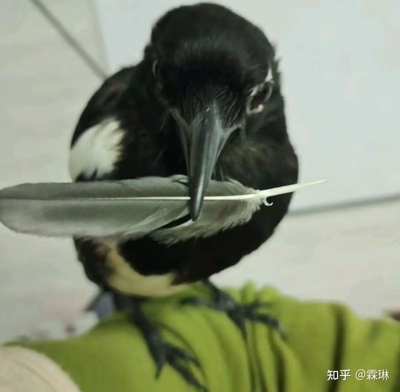 喜鹊