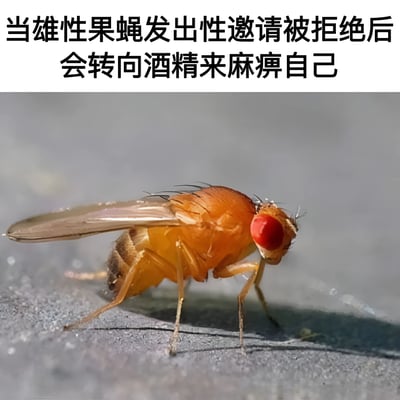 图片上半部分为黑色文字说明：“当雄性果蝇发出性邀请被拒绝后会转向酒精来麻痹自己”，下半部分是一只橙色身体、红色复眼的雄性果蝇特写照片，果蝇静止站立在灰色表面上，整体通过科学事实与动物图像结合，以拟人化的方式呈现果蝇的行为，带有幽默科普的效果。