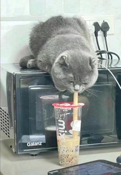 一只灰色英短蓝猫趴在格兰仕微波炉顶部，微闭双眼，正用吸管津津有味地偷喝下方的奶茶，神态惬意满足，画面捕捉到宠物调皮又可爱的日常瞬间，充满生活趣味，无谐音或双关梗。
