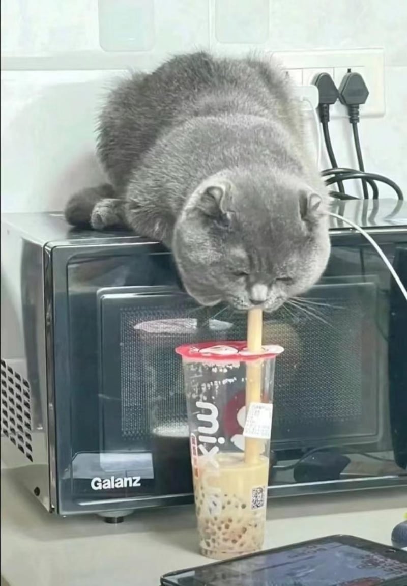 英短蓝猫