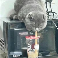 英短蓝猫
