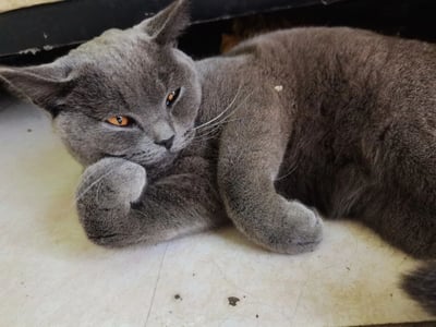 一只灰色的猫咪正慵懒地蜷缩在浅色地板上，身体侧卧，前爪轻轻搭在脸颊旁，橙黄色的眼睛半睁半闭，透露出放松惬意的神态。猫咪的毛发浓密柔软，背景中可见部分深色家具边缘，整体画面温馨治愈，展现了宠物猫日常休息的可爱瞬间。