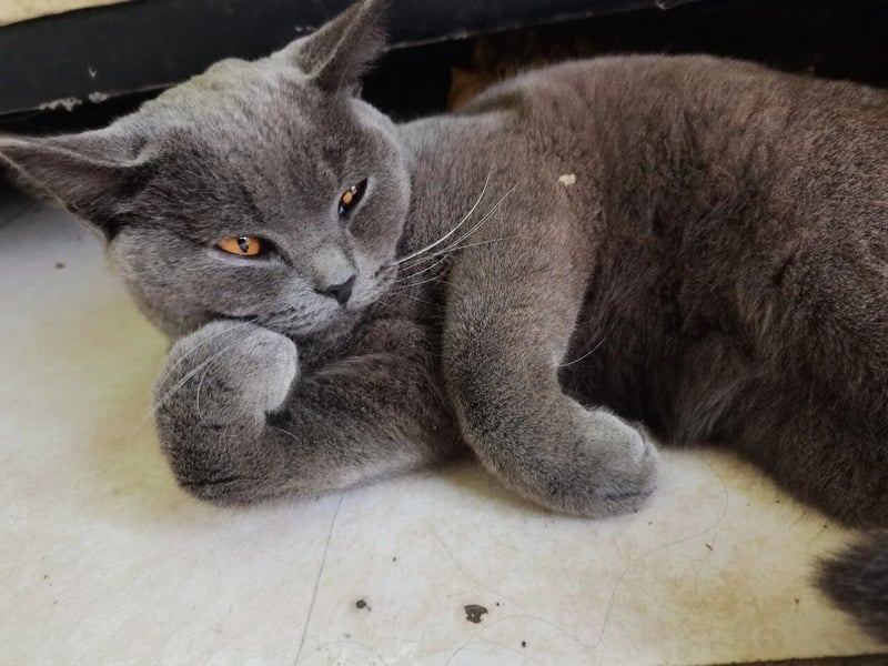 灰色英短猫