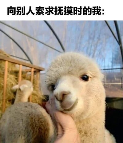 图片上方有文字“向别人索求抚摸时的我:”，下方是一只可爱的羊驼正被人类的手抚摸着头部。羊驼表情温顺，眼神中带着期待和满足，生动形象地展现了人们渴望获得关爱和抚摸时的可爱状态。通过将人的情感需求与动物的可爱行为相结合，形成了一种幽默又温馨的表达效果。