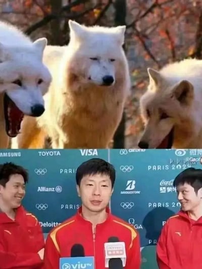这是一张上下拼接的对比梗图，上半部分是三只表情各异的白色狼，中间的狼表情严肃，左右两边的狼分别做出张嘴和歪头的动作；下半部分是三位中国运动员在巴黎2024奥运会的新闻发布会上，背景板上有多个奥运会赞助商标志和奥运五环图案。图片通过将狼的表情与运动员的表情进行对比，形成幽默效果。