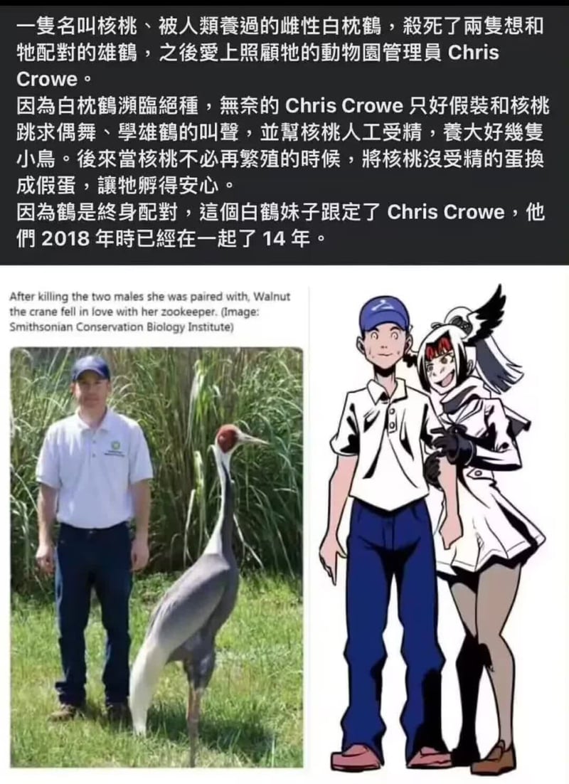 白枕鹤爱上饲养员真实事件