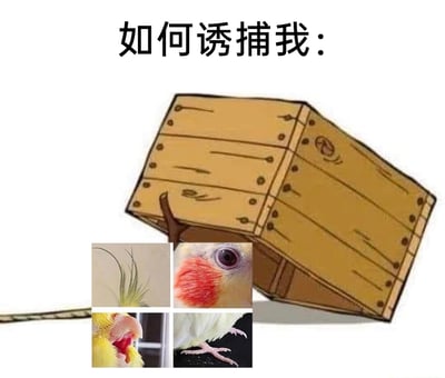 这是一张充满趣味的宠物主题梗图，顶部配有文字“如何诱捕我：”，画面主体为一个卡通风格的木质陷阱箱，下方通过四张特写图拼接出玄凤鹦鹉的四个标志性部位——头顶的黄色冠羽、带有红色脸颊的眼部、张开的黄色喙部、粉色的脚部。图片通过将玄凤鹦鹉的核心特征拆分展示，结合陷阱箱的元素，玩了一个幽默的梗，暗示集齐这些特征就等同于“诱捕”到了一只完整的玄凤鹦鹉，以夸张搞笑的方式展现玄凤鹦鹉的独特外形，深受宠物爱好者喜爱。