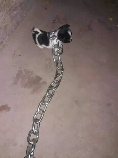 这张图片呈现了一个充满趣味的视觉错位效果：一只黑白相间的小奶狗趴在水泥质地的地面上，它的身体位置恰好与画面下方延伸而来的粗铁链的一个链环在视觉上重合，从拍摄角度看去，仿佛这只体型小巧的奶狗被巨大的铁链环牢牢套住，形成了强烈的反差感，营造出滑稽搞笑的氛围。实际上小狗与铁链处于不同的空间位置，并未被铁链束缚，只是拍摄时的角度巧合制造了这个错觉，场景看起来像是在室外或简陋的室内环境。