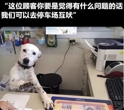 图片中一只白色带黑色斑点的狗坐在柜台后，前爪搭在柜台上，眼神严肃地看着前方，仿佛一位店员。柜台上有文件、键盘和打印机等办公用品，背景墙上贴着一些海报和证件。图片上方配有文字：“这位顾客你要是觉得有什么问题的话我们可以去停车场互吠”。通过拟人化手法，将狗狗塑造成脾气火爆的店员，用“互吠”（狗叫）替代人类冲突中的“互骂”，形成幽默反差效果。