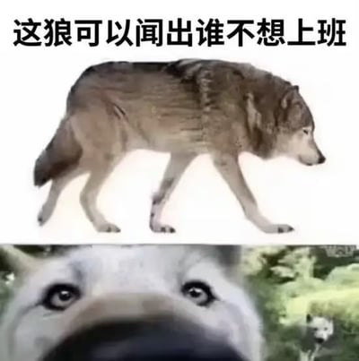 图片为上下拼接的双图结构，上方是一只侧身行走的灰狼，配文'这狼可以闻出谁不想上班'，下方是狼的脸部特写，突出其鼻子和专注的眼神。通过将狼敏锐的嗅觉拟人化，幽默地映射职场中人们对上班的抵触情绪，用动物特性夸张表现打工人的真实心态，引发共鸣。