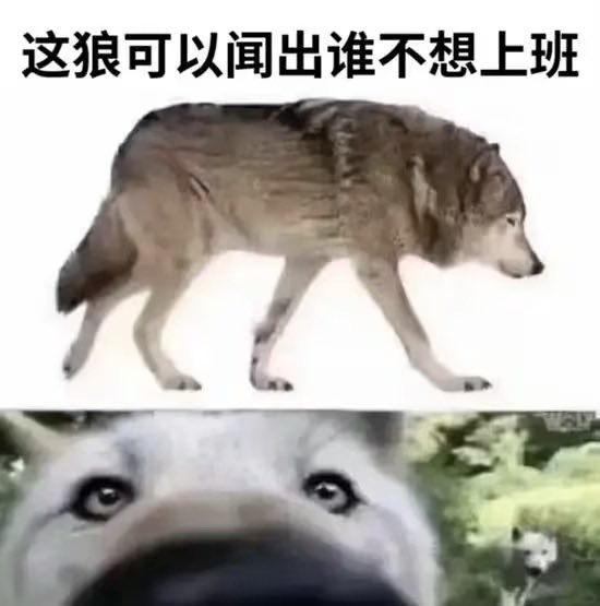 狼