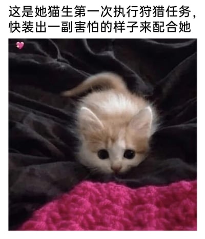 这是一张充满治愈感的趣味萌宠梗图，图上方配有文字“这是她猫生第一次执行狩猎任务，快装出一副害怕的样子来配合她”，画面主体是一只橘白相间的小奶猫，通过视觉错位的创意手法，将猫的尾巴呈现为猫的身体部分，让小猫看起来像是正趴在深色布料上准备发起首次狩猎，小猫睁着圆溜溜的大眼睛，神态软萌无辜，下方还有一块玫红色织物，整体场景既可爱又充满趣味，呼吁观看者配合小猫的“狩猎”，装出害怕的样子，能让人感受到满满的治愈感和轻松的氛围。