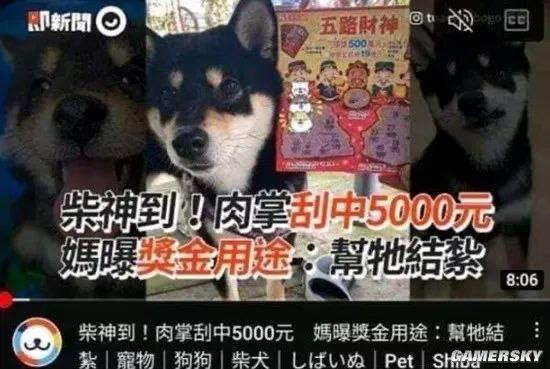 黑柴犬