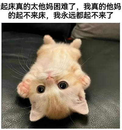 一张可爱的小奶猫仰卧图，猫咪四脚朝天躺在黑色沙发上，露出粉嫩的肚皮和爪子，睁着圆溜溜的大眼睛无辜地望着上方。图片上方配有大段文字："起床真的太他妈困难了，我真的他妈的起不来床，我永远都起不来了"，用夸张的语气表达了对起床的抗拒和无奈，形成了幽默的反差萌效果。