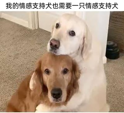 这是一张带有配文的静态宠物照片，画面里有两只金毛寻回犬，浅色金毛从身后环抱住深棕色金毛，将头部靠在对方的头顶，浅色金毛神情温和平静，深棕色金毛则面向镜头，神情略显无奈倦怠。图片上方配文“我的情感支持犬也需要一只情感支持犬”，以拟人化的幽默视角，把两只狗狗的温馨互动解读为“情感支持”的双向需求，调侃就连本应提供情感支持的对象，自身也需要被安慰，整体氛围可爱治愈，借宠物的互动传递出情绪需要被关怀的柔软心情。