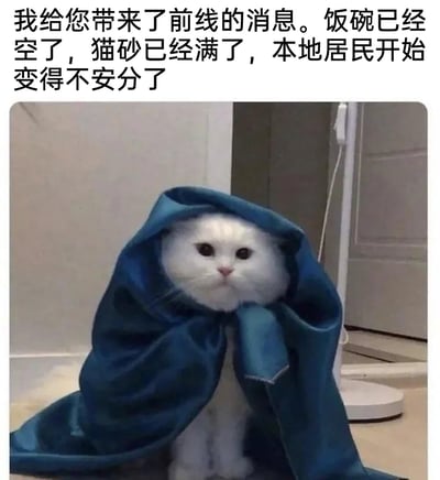 这是一张充满趣味的宠物表情包，图中的白色猫咪被一块深蓝色的布披在身上，造型如同一位严肃的信使，表情一本正经。上方的配文采用了类似前线报信的正式口吻，将猫咪的日常需求拟人化：“我给您带来了前线的消息。饭碗已经空了，猫砂已经满了，本地居民开始变得不安分了”，把猫咪称作需要被满足需求的“本地居民”，用夸张的正式感来调侃铲屎官需要及时给猫咪添粮、铲屎的养宠日常，反差感拉满，生动展现了养宠生活里的搞笑细节，让人忍俊不禁。