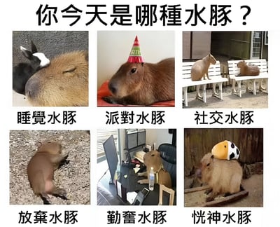 这是一张以水豚为主题的趣味多图拼接图，上方醒目文字标题为“你今天是哪种水豚？”，下方以2x3网格排列了6张不同状态的水豚照片，并分别配上文字标签。具体包括：左上角“睡觉水豚”（一只水豚闭眼休息，旁边有只小兔子依偎在它头上）、上方中间“派对水豚”（戴着红色尖角派对帽的水豚，表情呆萌）、右上角“社交水豚”（两只水豚分别坐在白色长椅上，似乎在安静相处）、左下角“放弃水豚”（四脚朝天躺在石子地上，呈摆烂姿势）、下方中间“勤奋水豚”（坐在电脑前，桌上还有水瓶和文件，仿佛在认真工作）、右下角“恍神水豚”（头顶顶着一个黄色带黑点的玩具，眼神放空）。整体通过可爱的水豚形象幽默演绎了不同的日常状态，引发观者共鸣。