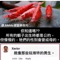 这是一张图文结合的搞笑梗图，上方展示了几只红色海虾的实物图，下方配有一段关于虾类性别转变的文字：“你知道嗎？？所有的蝦子出生時都是公的，但慢慢的，牠們的性別則會變成母的。”紧接着用户Xavier的评论将这个生物现象和推特男性关联起来：“就像那些玩推特的男生。”，用讽刺的方式玩梗，调侃部分推特男性的言行风格，整体风格搞笑且带有讽刺意味。