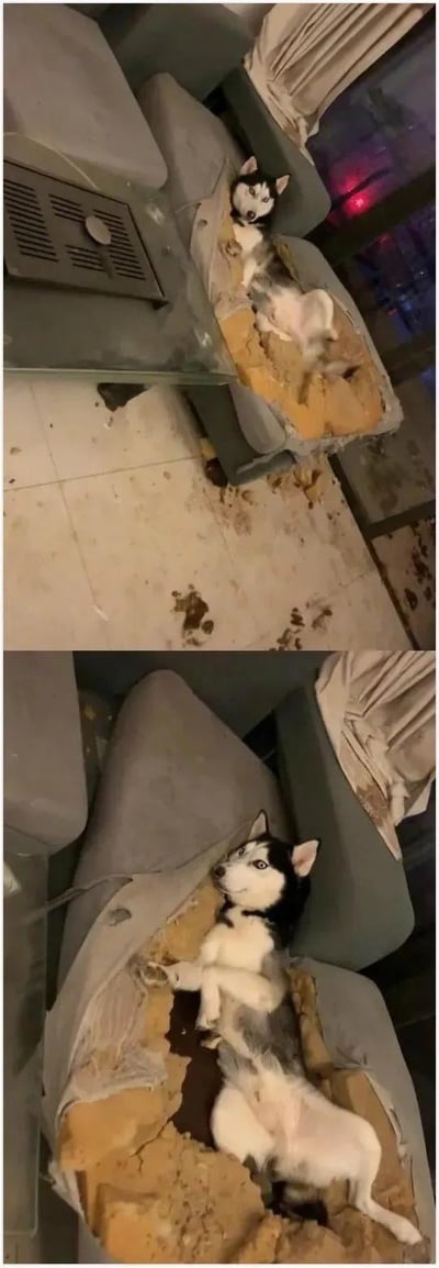 这是一组上下对比的真实拍摄图，展示了一只哈士奇拆家后的场景：它把家里的布艺沙发完全拆坏，将内部的填充物全部掏出来，自己则四仰八叉地躺在被掏空的沙发框架里，一脸无辜理直气壮的样子，地上还散落着沙发的碎屑，完美展现了哈士奇作为“拆家小能手”的调皮属性，让人又气又笑。