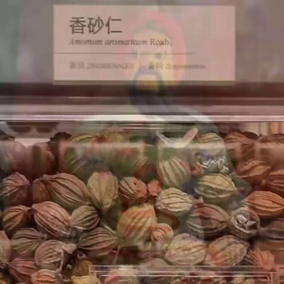 这是一张实拍的中药材展示图，画面上方的标注牌清晰标注了中文名称“香砂仁”及其拉丁学名“Amomum aromaticum Roxb.”，下方的透明容器中装满了香砂仁干果，这些干果外壳带有明显的纵向褶皱，呈现出棕褐、浅黄等自然的混合色泽，场景看起来像是在中药材店铺或售卖药食同源食材的商超内，用于展示商品。