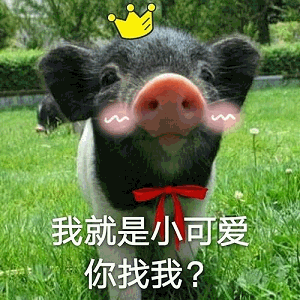 戴皇冠的小猪：我就是小可爱，你找我？