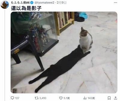 画面中一只黑白花色的猫咪蹲坐在地面上，它的前方有一只纯黑色猫咪完全贴地平躺，身体被舒展得很长，加上黑色的毛发，看起来就像是前面猫咪的影子，形成了有趣的视觉错觉。推文配文“還以為是影子”点出了这个搞笑的视觉梗，让这个真实拍摄的猫咪日常瞬间充满趣味。