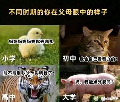 这是一张多图拼接的搞笑梗图，通过四个不同的动物形象搭配文字，展现了学生从小学到大学四个阶段在父母眼中的形象变化：小学阶段是紧跟父母的小鸡，配文“妈妈妈妈妈妈你去哪儿”，表现出孩子对父母的强烈依赖；初中阶段是一脸故作成熟的猫咪，配文“我会自己看着办的！”，体现出孩子进入青春期后开始追求独立的心态；高中阶段是愤怒嘶吼的老虎，配文“能不能别吵吵，影响我了！”，表现出高中阶段孩子因学业压力大，对父母的关心显得烦躁不耐烦；大学阶段是慵懒的小猪，配文“妈，我能点外卖吗？”，体现出孩子上大学离开父母后，生活能力退化，又重新开始依赖父母的状态，整体用夸张的动物形象调侃成长过程中与父母关系的变化。