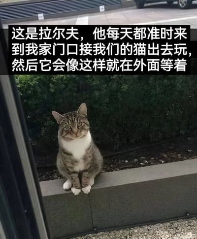 图片展示了一只灰白相间的虎斑猫“拉尔夫”坐在室外的窗台上，眼神平静地望向镜头。图片上方有一段文字说明：“这是拉尔夫，他每天都准时来到我家门口接我们的猫出去玩，然后它会像这样就在外面等着”。背景可见绿色灌木丛和灰色地面，整体场景温馨日常，展现了猫咪之间的友好互动。