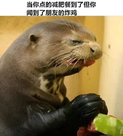 图片上方配有文字“当你点的减肥餐到了但你闻到了朋友的炸鸡”，下方是一只水獭的特写照片。水獭双眼半眯，嘴巴微张，嘴角似乎有口水滴落，正用前爪捧着食物，表情生动地展现出面对诱惑时的纠结与渴望，形象地比喻了人们在坚持健康饮食时被高热量美食吸引的内心挣扎场景。