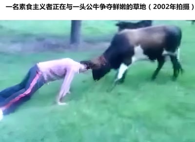 图片中一名穿着浅色上衣和深色裤子的人四肢着地俯身靠近草地，头部几乎贴近地面，身旁一头棕黑色公牛正低头吃草，二者形成仿佛在争夺草地的有趣画面。图片上方配有文字“一名素食主义者正在与一头公牛争夺鲜嫩的草地（2002年拍摄）”，通过荒诞的场景设定制造幽默效果，调侃素食主义者以植物为食的特点。